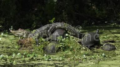 小鳄鱼在佛罗里达沼泽中晒海龟